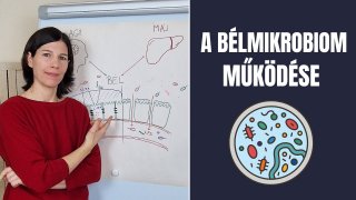 Hogyan hat a bélmikrobiom az egészségünkre?