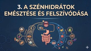 3. A szénhidrátok emésztése és felszívódása