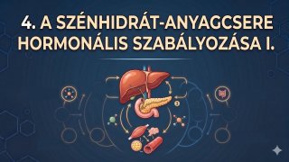 4. A szénhidrát-anyagcsere hormonális szabályozása I.