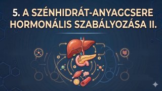 5. A szénhidrát-anyagcsere hormonális szabályozása II.