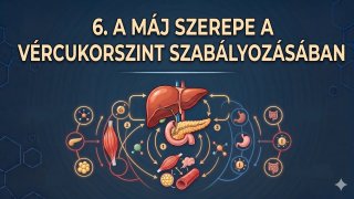 6. A máj szerepe a vércukorszint szabályozásában