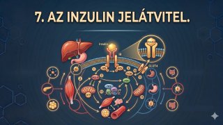 7. Az inzulin jelátvitel
